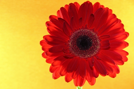 Red gerbera flower back litの写真素材