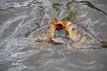 Carp on the surface of the waterの写真素材