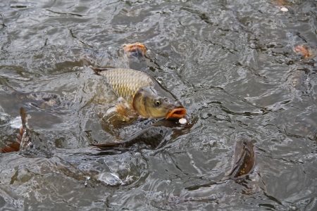 Hungry carp to the waterの写真素材