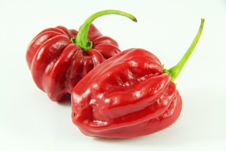 Red habanero close up an isolated backgroundの写真素材