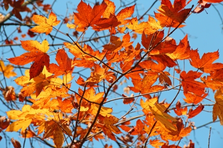 Autumn colored maple leaves in the backgroundの写真素材
