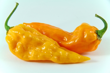 Fatalii yellow close up on an isolated background