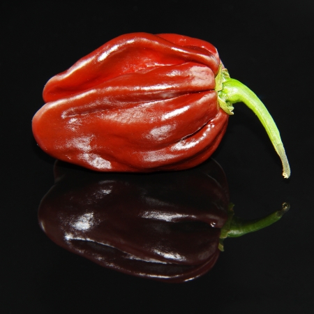 Chocolate habanero with reflection on black glassの写真素材