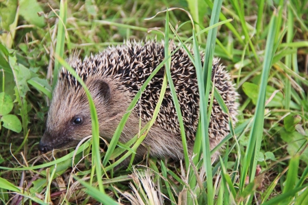 Young hedgehog walking in the grassの写真素材