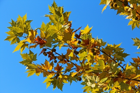 Maple branch with berries in autumn with blue sky backgroundの写真素材