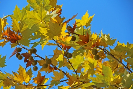 Maple branch with berries in autumnの写真素材