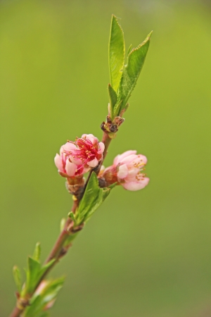Blooming peach blossoms on young twigの写真素材