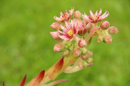 Houseleek blooming close on a green backgroundの写真素材