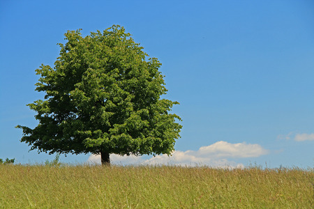 Lone tree on a meadowの写真素材
