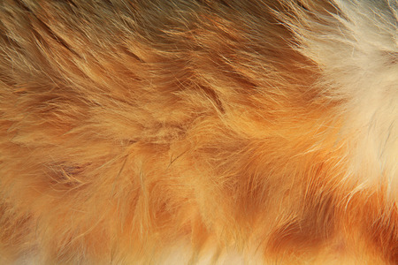 Background with cat hair close-upの写真素材