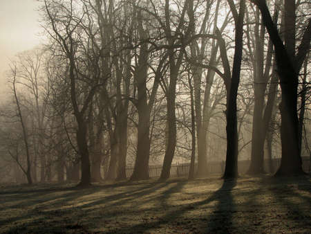 trees and shadowの写真素材