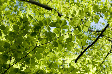 young beech leaves as a background