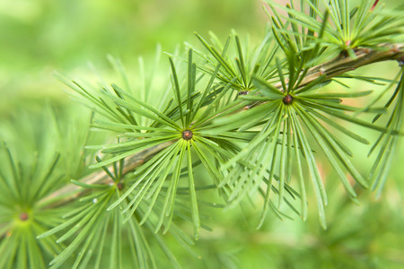 Close-up green larch  branch