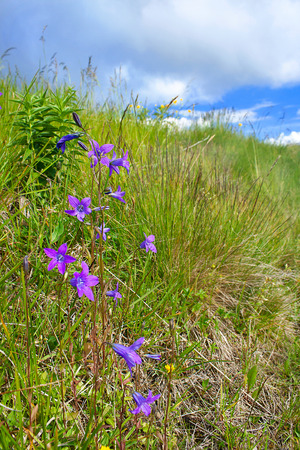 Spreading bellflower (Campanula patula) blooming in the green meadowの写真素材