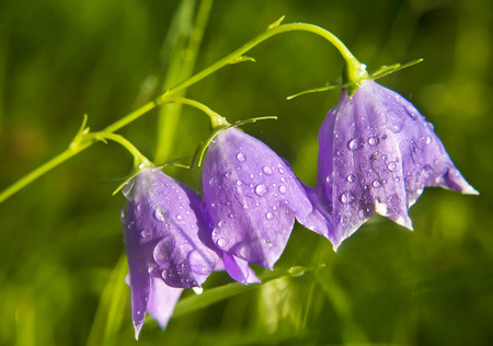 Bell-flower (campanula patula)  blooming in the green meadowの写真素材