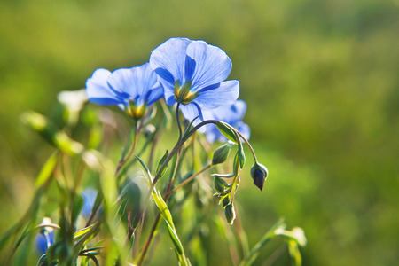 Linum (Linum austriacum)  blooming in the green meadowの写真素材