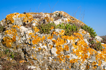 Stonecrop (sedum) and yellow lichen growing in a big stoneの写真素材