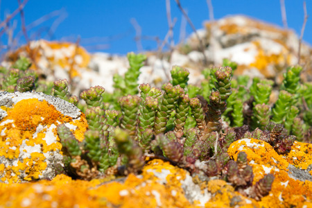 Stonecrop (sedum) and yellow lichen growing in a big stoneの写真素材