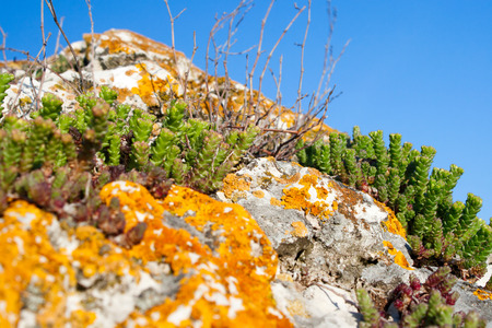 Stonecrop (sedum) and yellow lichen growing in a big stoneの写真素材