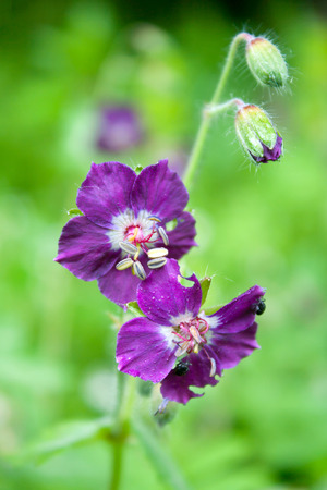 Purple flowers blooming in the green meadowの写真素材
