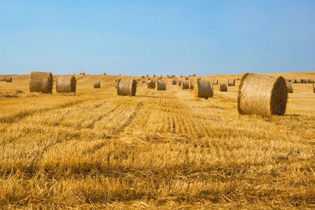 Harvested field with straw bales and clear blue sky. Summer landscapeの写真素材