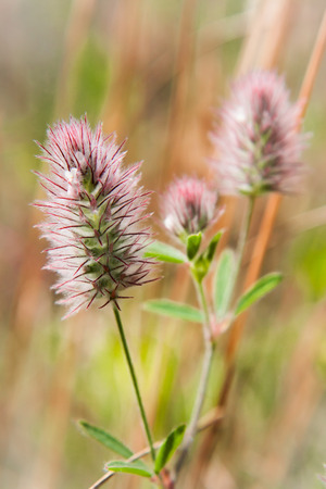 Haresfoot clove (Trifolium arvense) - a species of clover. Other names -  rabbitfoot clover, stone clover, hare's-foot cloverの写真素材