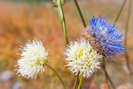 Centaury (Centaurea), a perennial plant of the genus Centaurea.  Blooming flower on a soft focused (blur) background.  Saturated fresh colorsの写真素材