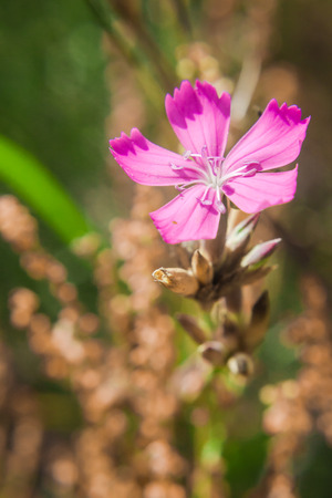 Maiden Pink Dianthus deltoides flower, closeup, vertical. Saturated fresh colorsの写真素材