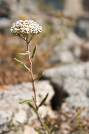 Common yarrow Achillea millefolium, a flowering plant in the family Asteraceaeの写真素材