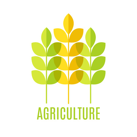 Agricultural emblem with green and yellow cereal ears on a white background (isolated).の写真素材