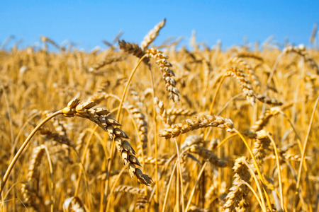 Gold Wheat Field with ripe ears of wheat on a foreground. Clear and serene summer day with a blue skyの写真素材