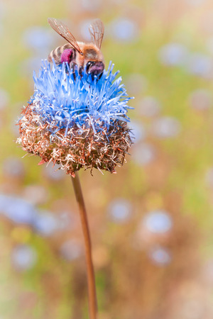 Centaury (Centaurea) pollinated by bee. Blooming flower on a soft focused (blur) background.  Saturated fresh colorsの写真素材