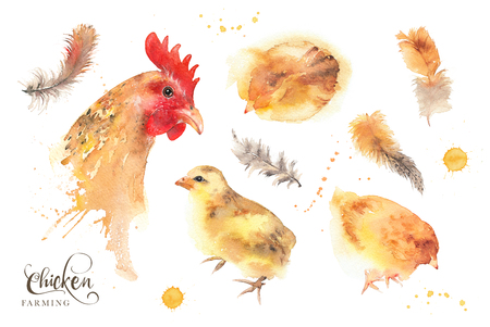 Isolated watercolor hen, chicken and feathers illustration set. Mother and baby concept. Mother's Day. Trendy loose watercolor image isolated on white.の写真素材