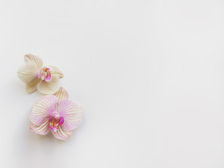 Flat lay composition with orchid flowers and space for text or artwork, white background. Light top view photo for businessの写真素材