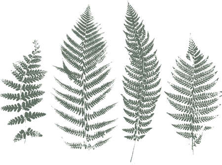 Set of dried herbs and natural plants and bees - herbarium collection on white backgroundのイラスト素材