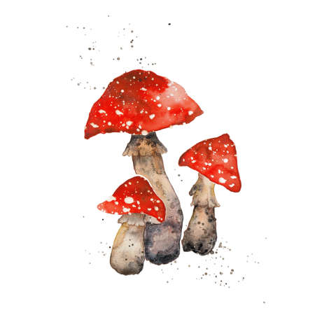 Fly agaric watercolor illustration, amanita mushroom Isolated on white backgroundの写真素材