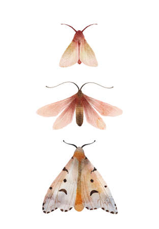 Moth and butterfly watercolor hand painted set of illustrations. Composition with Insects, contemporary wall art, and poster.の写真素材