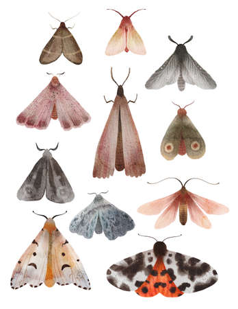 Moth and butterfly watercolor hand painted set of illustrations. Insects, moths - collection of isolated elementsの写真素材