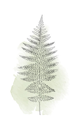 Fern leaf, line art illustration of black stroked plant on a green, contour of herbarium art on white backgroundのイラスト素材