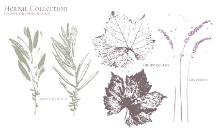 Olive tree, grape leaf, lavender. Set of dried herbs and natural plants - herbarium logo collectionのイラスト素材