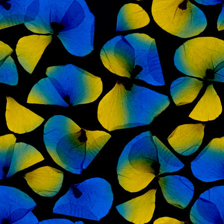 Bright blue yellow poppy petals, bright seamless pattern on black background. Surface design for interior decoration, textile printing, printed issues, invitation cards flowersの写真素材