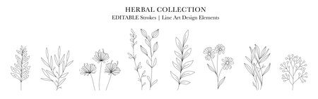 Herbal Collection. Editable line art monochrome Design. Set of linear floral designs, medicine flowers and plantsのイラスト素材
