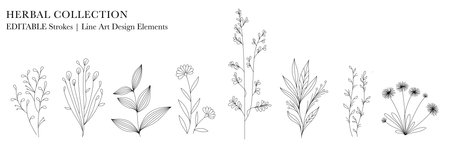 Herbal Collection. Editable line art monochrome Design. Set of linear floral designs, medicine flowers and plantsのイラスト素材