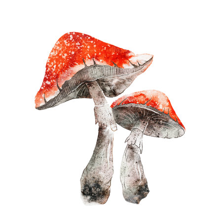 Fly Agaric watercolor illustratio of forest mushrooms: toadstools, Amanita muscaria. Elements isolated on white backgroundの写真素材