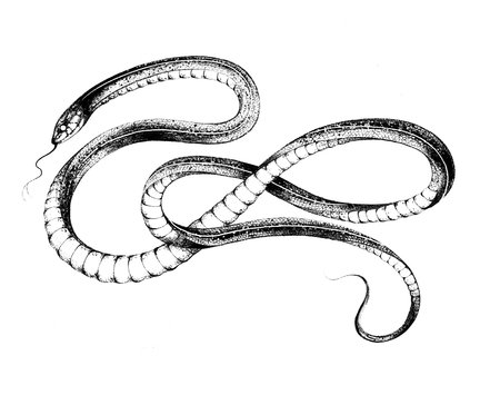Snake tattoo design. Hand drawing tattoo illustration isolated on white background in vintage engraving styleの写真素材