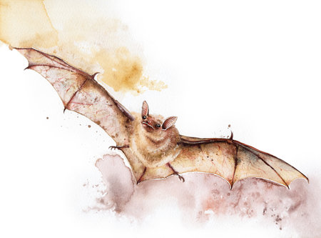 Watercolor illustration of a flying brown lbat. Halloween naturalistic art isolated on whiteの写真素材