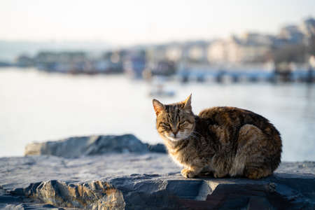 Brown Stray Cat on Cliffs and Blurred Sea in Backgroundの写真素材