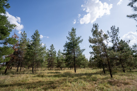 Pine trees and clouds in the forest.