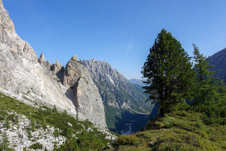 Summer mountain landscape with big fir tree backgroundの写真素材