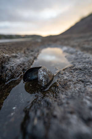 shell at the beachの写真素材